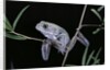 Phyllomedusa sauvagii (waxy monkey leaf frog) by Anonymous