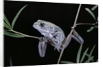 Phyllomedusa sauvagii (waxy monkey leaf frog) by Anonymous