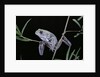 Phyllomedusa sauvagii (waxy monkey leaf frog) by Anonymous