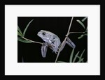 Phyllomedusa sauvagii (waxy monkey leaf frog) by Anonymous