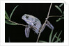 Phyllomedusa sauvagii (waxy monkey leaf frog) by Anonymous