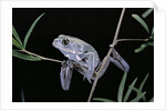 Phyllomedusa sauvagii (waxy monkey leaf frog) by Anonymous