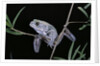 Phyllomedusa sauvagii (waxy monkey leaf frog) by Anonymous