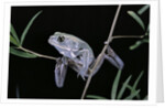 Phyllomedusa sauvagii (waxy monkey leaf frog) by Anonymous