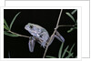 Phyllomedusa sauvagii (waxy monkey leaf frog) by Anonymous