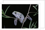 Phyllomedusa sauvagii (waxy monkey leaf frog) by Anonymous