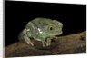 Phyllomedusa sauvagii (waxy monkey leaf frog) by Anonymous