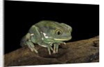 Phyllomedusa sauvagii (waxy monkey leaf frog) by Anonymous