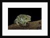 Phyllomedusa sauvagii (waxy monkey leaf frog) by Anonymous