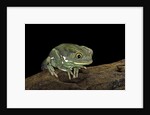Phyllomedusa sauvagii (waxy monkey leaf frog) by Anonymous