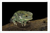 Phyllomedusa sauvagii (waxy monkey leaf frog) by Anonymous