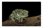 Phyllomedusa sauvagii (waxy monkey leaf frog) by Anonymous