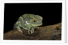Phyllomedusa sauvagii (waxy monkey leaf frog) by Anonymous