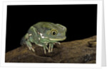 Phyllomedusa sauvagii (waxy monkey leaf frog) by Anonymous