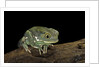Phyllomedusa sauvagii (waxy monkey leaf frog) by Anonymous