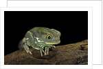 Phyllomedusa sauvagii (waxy monkey leaf frog) by Anonymous