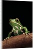 Phyllomedusa sauvagii (waxy monkey leaf frog) by Anonymous
