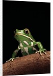 Phyllomedusa sauvagii (waxy monkey leaf frog) by Anonymous