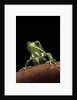 Phyllomedusa sauvagii (waxy monkey leaf frog) by Anonymous