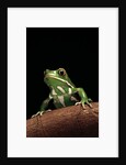 Phyllomedusa sauvagii (waxy monkey leaf frog) by Anonymous