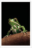 Phyllomedusa sauvagii (waxy monkey leaf frog) by Anonymous