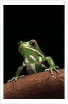 Phyllomedusa sauvagii (waxy monkey leaf frog) by Anonymous