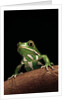 Phyllomedusa sauvagii (waxy monkey leaf frog) by Anonymous