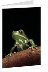 Phyllomedusa sauvagii (waxy monkey leaf frog) by Anonymous