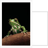 Phyllomedusa sauvagii (waxy monkey leaf frog) by Anonymous