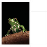 Phyllomedusa sauvagii (waxy monkey leaf frog) by Anonymous
