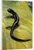 Plethodon glutinosus (northern slimy salamander) by Anonymous