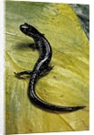 Plethodon glutinosus (northern slimy salamander) by Anonymous