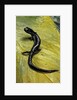 Plethodon glutinosus (northern slimy salamander) by Anonymous