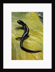 Plethodon glutinosus (northern slimy salamander) by Anonymous