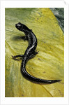 Plethodon glutinosus (northern slimy salamander) by Anonymous