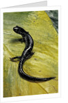 Plethodon glutinosus (northern slimy salamander) by Anonymous