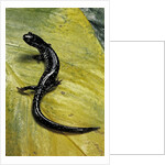 Plethodon glutinosus (northern slimy salamander) by Anonymous