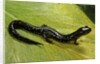 Plethodon glutinosus (northern slimy salamander) by Anonymous
