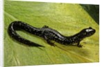 Plethodon glutinosus (northern slimy salamander) by Anonymous