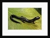 Plethodon glutinosus (northern slimy salamander) by Anonymous