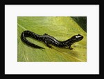 Plethodon glutinosus (northern slimy salamander) by Anonymous