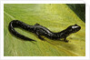 Plethodon glutinosus (northern slimy salamander) by Anonymous