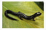 Plethodon glutinosus (northern slimy salamander) by Anonymous