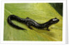 Plethodon glutinosus (northern slimy salamander) by Anonymous