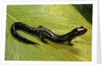 Plethodon glutinosus (northern slimy salamander) by Anonymous