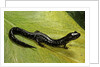 Plethodon glutinosus (northern slimy salamander) by Anonymous