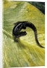 Plethodon glutinosus (northern slimy salamander) by Anonymous