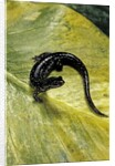 Plethodon glutinosus (northern slimy salamander) by Anonymous