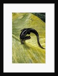 Plethodon glutinosus (northern slimy salamander) by Anonymous