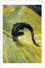 Plethodon glutinosus (northern slimy salamander) by Anonymous
